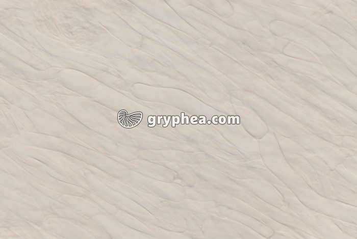 Champignon - Plectenchyme dans le sporophore de basidiomycète x160 - gryphea.com